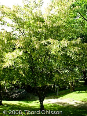 Acer micranthum'